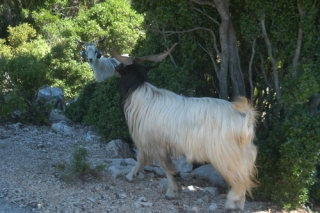 A la rencontre des Gazelles de Sardaigne.JPG 